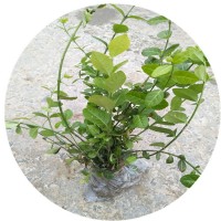 金边花叶蔓常春藤基地直销常绿藤蔓植物市政花箱植物杯苗毛球
