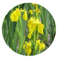 【黄花鸢尾】批发水生植物黄菖蒲水生鸢尾湿地工程绿化治水治污