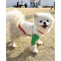 现货ins风韩版22新品 宠物狗春夏拼色短袖T 可爱软糯春游外出服