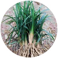 【苗木集采配送】矮麦冬草 玉龙草 市政工程绿地用苗绿化植物
