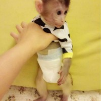 猴子纸尿裤宠物尿不湿生理裤