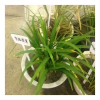 苗木 绿化工程 园林 常绿萱草 红花大花萱草 绿化苗木 长花期萱草