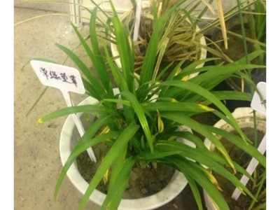 苗木 工程绿化 园林 宿根花卉萱草 