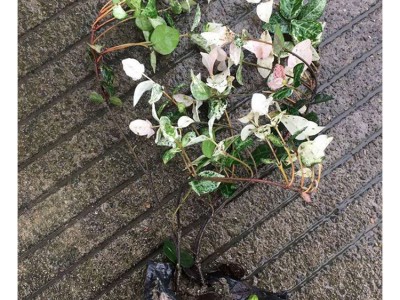 苗木 工程绿化 园林 花叶络石绿植 