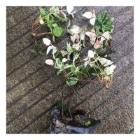 苗木 工程绿化 园林 花叶络石绿植 花叶络石地被苗 绿化花叶络石