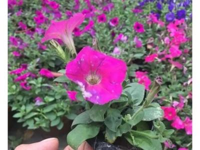 苗木 工程绿化 园林 重瓣矮牵牛  时