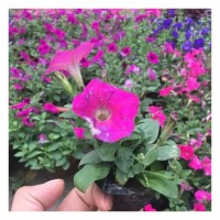 苗木 工程绿化 园林 重瓣矮牵牛  时令草花矮牵牛 矮牵牛花苗