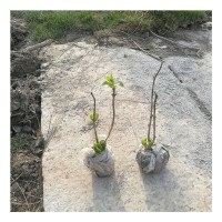 苗木 工程绿化 园林 百仙草 绿化百仙花 易成活百仙花
