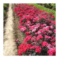 苗木 工程绿化 园林 批发红帽子月季 花灌木美观绿化用一季开花系