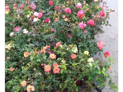 苗木 工程绿化 园林 大花月季苗带花