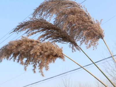 厂家批发柴芦干花小芦苇永生花真花