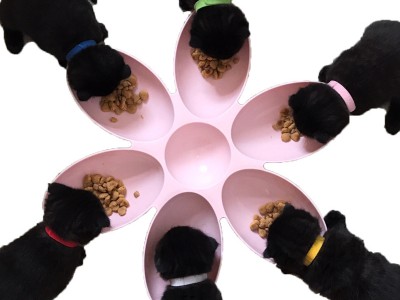 猫碗狗碗泰迪英短饭盆家庭多宠花瓣
