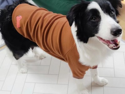 现货春季新品韩版INS 中大型犬狗狗 