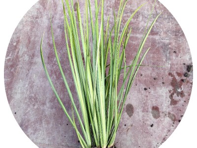 【金叶石菖蒲】金线石菖蒲小苗草市