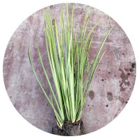 【金叶石菖蒲】金线石菖蒲小苗草市政工程绿地用苗绿化植物