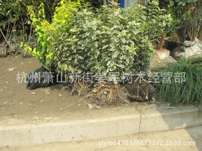 苦草  基地供应    量大从优