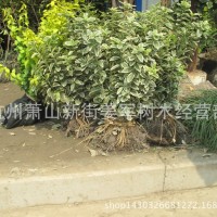 苦草  基地供应    量大从优