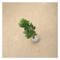 苗木 工程绿化 园林四季常青海桐色块美观可用 黑土种植基质