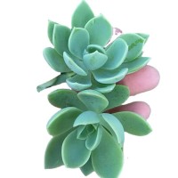 三色堇 砍头苗 多肉植物种苗无根扦插繁殖基地批发【莎玛蒂园艺】