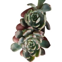 娜娜小勾 砍头苗 多肉种苗无根 多肉植物基地批发【莎玛蒂园艺】