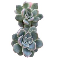 莎莎女王 多肉植物砍头苗 多肉种苗 无根 基地批发【莎玛蒂园艺】