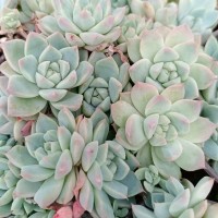 阿尔巴佳人 砍头苗 多肉种苗 无根 基地直销批发