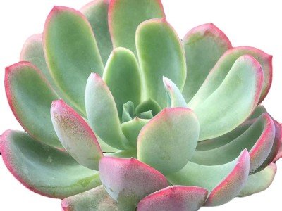 绮罗 砍头苗 无根 种苗 多肉植物繁