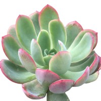 绮罗 砍头苗 无根 种苗 多肉植物繁殖培育小苗 多肉批发 杭州