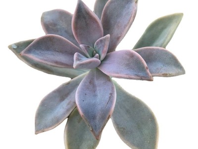 胧月 多肉植物砍头苗 多肉种苗 无根