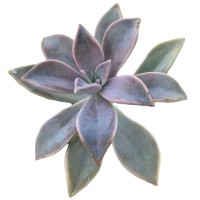 胧月 多肉植物砍头苗 多肉种苗 无根 大棚批发【莎玛蒂园艺】