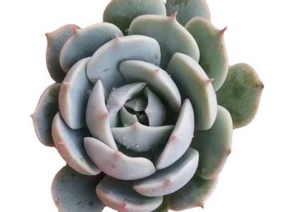 雪域 多肉植物 砍头苗 无根 多肉种