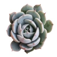 雪域 多肉植物 砍头苗 无根 多肉种苗 基地直销批发