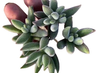 绒针 砍头苗 多肉种苗无根 多肉植物