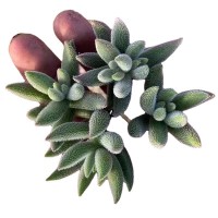 绒针 砍头苗 多肉种苗无根 多肉植物基地批发【莎玛蒂园艺】