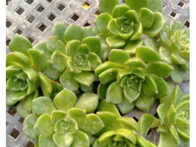 蒂亚砍头苗多肉植物基地特价清仓无