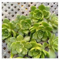 蒂亚砍头苗多肉植物基地特价清仓无根批发【莎玛蒂园艺】