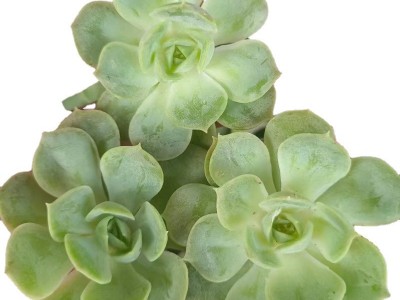 昂斯诺 多肉植物砍头苗 多肉种苗 无