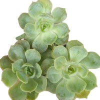 昂斯诺 多肉植物砍头苗 多肉种苗 无根 基地批发【莎玛蒂园艺】