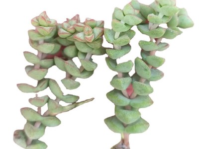 小米星 砍头苗 多肉植物种苗 无根扦