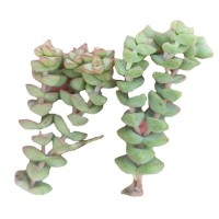 小米星 砍头苗 多肉植物种苗 无根扦插繁殖 批发【莎玛蒂园艺】
