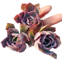 晚霞之舞 砍头苗 多肉植物 无根 多肉种苗基地批发【莎玛蒂园艺】