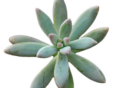 秋丽 砍头苗 无根 多肉植物种苗 基