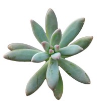 秋丽 砍头苗 无根 多肉植物种苗 基地批发直供【莎玛蒂园艺】