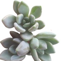 胖美人 多肉植物砍头苗 多肉种苗 无根 基地批发【莎玛蒂园艺】