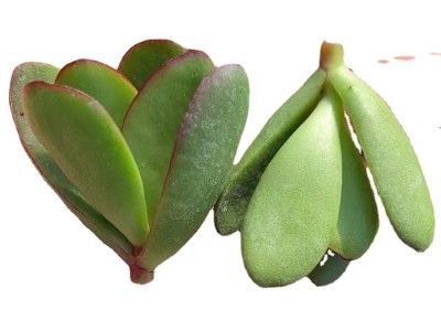 克拉夫紫蝶 多肉植物 砍头苗 多肉种