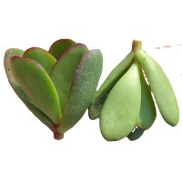 克拉夫紫蝶 多肉植物 砍头苗 多肉种苗 无根 基地直销批发