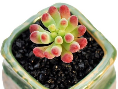 乙女心 砍头苗 多肉植物无根 多肉种