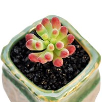 乙女心 砍头苗 多肉植物无根 多肉种苗 大棚批发【莎玛蒂园艺】