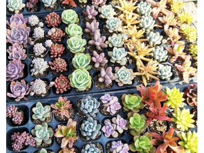 云南基地直销混色穴盘小多肉植物组