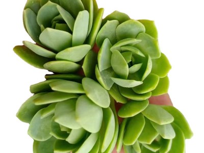 绿蔷薇 砍头苗 多肉植物种苗 无根 